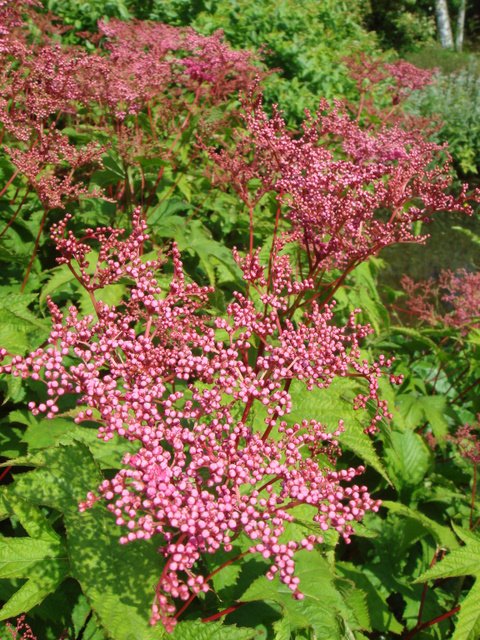 Filipendula purpurea fleur